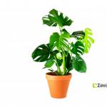 3813_gardners-cz-monstera
