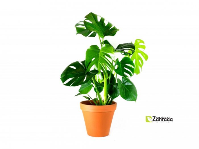 3813_gardners-cz-monstera