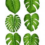 Vector big green leaves of tropical Monstera plant isolated on white background