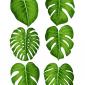 Vector big green leaves of tropical Monstera plant isolated on white background