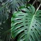 monstera_tropical_foliage
